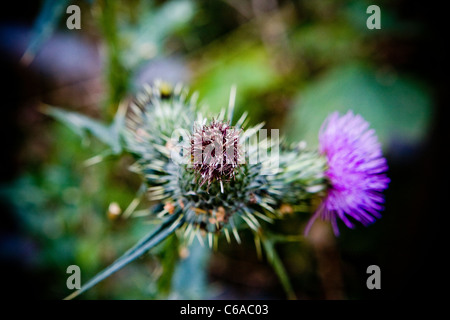 Il cardo selvatico e stelo con entrambi i boccioli e fiori aperti a Woolston occhi, Warrington Foto Stock