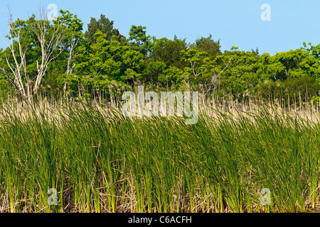 Mare di avena e sawgrass con legno duro di alberi lungo il fiume Apalachicola nella città di Apalachicola lungo la Florida Panhandle. Foto Stock