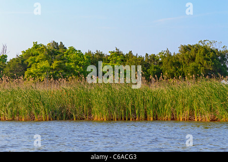 Mare di avena e sawgrass con legno duro di alberi lungo il fiume Apalachicola nella città di Apalachicola lungo la Florida Panhandle. Foto Stock