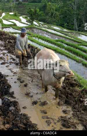 Riso balinesi agricoltore aratura campi terrazzati a Dukuh vicino Wangayagede. Bali, Indonesia, Asia sud-orientale, Asia Foto Stock