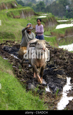 Riso balinesi agricoltore aratura campi terrazzati a Dukuh vicino Wangayagede. Bali, Indonesia, Asia sud-orientale, Asia Foto Stock