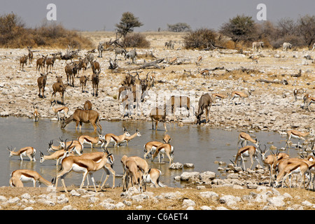 Springboks e maggiore kudus bevendo al waterhole, Okaukuejo, Etosha NP, Namibia Foto Stock