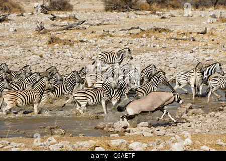 Zebre e gemsboks in esecuzione da waterhole, Okaukuejo, Etosha NP, Namibia Foto Stock