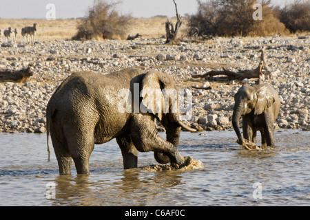 Elefanti a waterhole, Okaukuejo, il Parco Nazionale di Etosha, Namibia Foto Stock