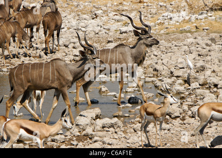 Maggiore kudus e springboks a waterhole, Okaukuejo, Etosha NP, Namibia Foto Stock