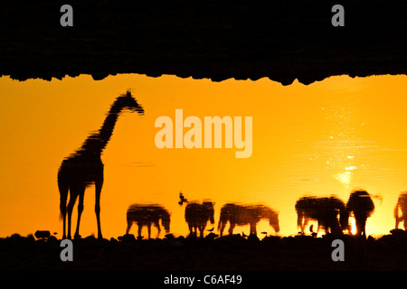 Gli animali si riflette in waterhole al tramonto, Etosha NP, Namibia Foto Stock