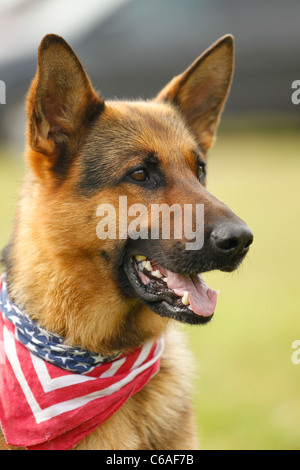 Tedesco giovane pastore alsaziano dog sitter guardando alertly Foto Stock