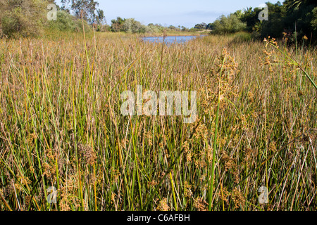 Vista sul lago di Carneros in Goleta vicino a Santa Barbara in California Foto Stock