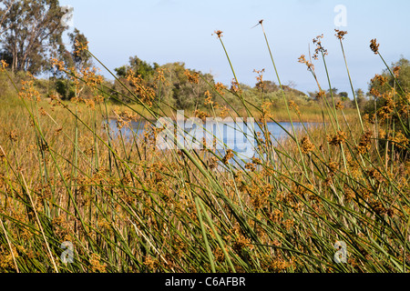 Vista sul lago di Carneros in Goleta vicino a Santa Barbara in California Foto Stock