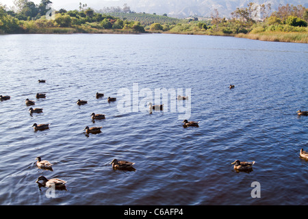 Vista sul lago di Carneros in Goleta vicino a Santa Barbara in California con anatre Foto Stock