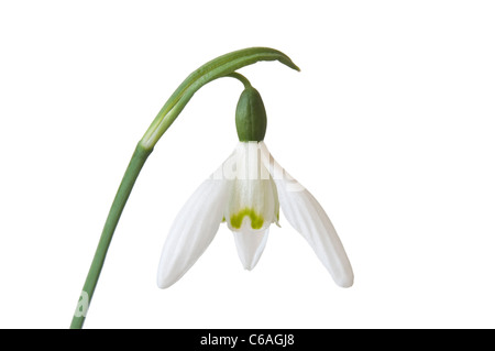 Close up di un snowdrop (Galanthus nivalis) isolato su sfondo bianco Foto Stock