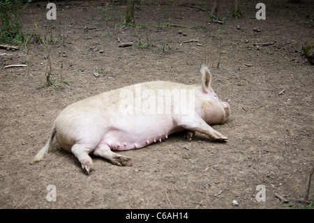 Un bianco free range pig che stabilisce lo sporco Foto Stock