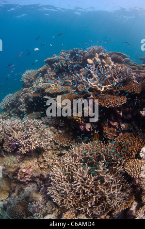 Scuola di blu verde castagnole, Chromis viridis in Staghorn Coral, Acropora sp., al Coral Reef, North Male Atoll, Maldive Foto Stock