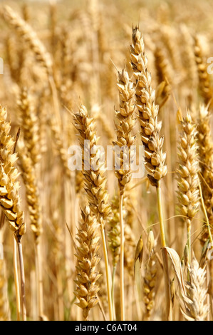 Spighe di grano maturo e pronto per essere raccolto Foto Stock