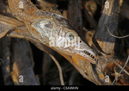 Pesci secchi, Arunachal Pradesh, India Foto Stock