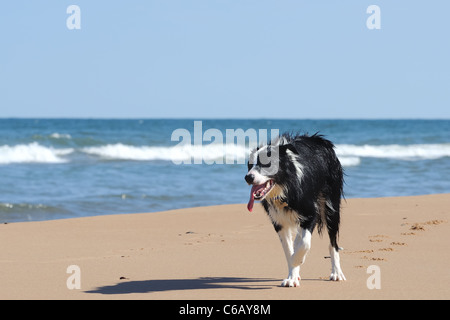 Felice collie cane divertirsi sulla soleggiata spiaggia sabbiosa di Aberdeen, Scozia Foto Stock