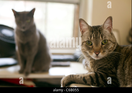 Oni, destra, a nove anni domestico liberato corto pelo di gatto e di Chloé a quattro anni di gatto in Settle Foto Stock