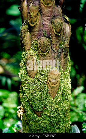 Il tronco di un vecchio Cyathea Brownii (Norfolk Fern Tree) al Palmengarten in Frankfurt am Main. Foto Stock