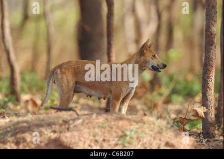 Femmina Dingo nel Parco Nazionale Kakadu, Australia settentrionale Foto Stock
