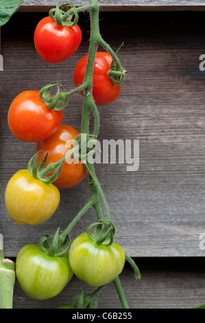 Solanum lycopersicum. Bacche di pomodoro ibrido F1 sulla vite contro scuri pannelli di legno Foto Stock