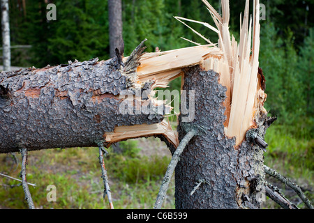 Incrinato abete rosso ( Picea abies ) tronco di albero . Tempesta dei danni nella foresta , causati da forti venti , Finlandia Foto Stock