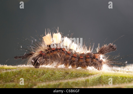 Vaporer tarma Orgyia antiqua caterpillar, REGNO UNITO Foto Stock