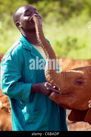 ORPHAN ELEPHANT giocando con il suo custode orfanotrofio SHELDRICK NAIROBI KENYA Foto Stock