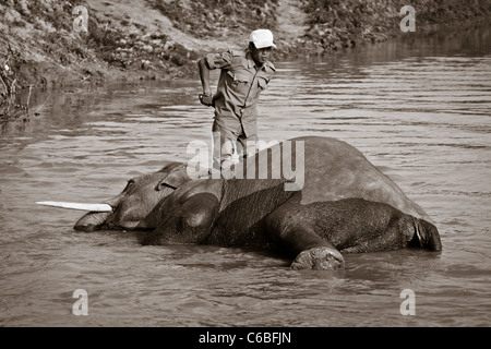 Foto in bianco e nero di un uomo la balneazione il suo elefante nel Parco Nazionale di Kaziranga, Assam, India Foto Stock