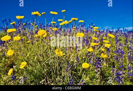 Lupinus sparsiflorus, Papilionaceae famiglia anche la famiglia di fagiolo ( Fabaceae ) e famiglia di pisello (Leguminosae), il coltro di lupino. Foto Stock