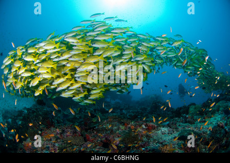 Grande scuola di Bluelined lutiani, Lutjanus kasmira, oltre il reef, silhouette del subacqueo in background, North Male Atoll, Maldive Foto Stock