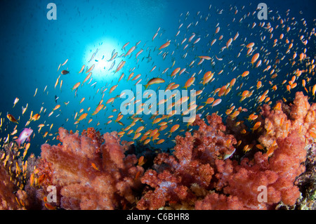 Grande scuola di Scalefin Anthias, Pseudanthias squamipinnis, oltre Soft Coral Garden, North Male Atoll, Maldive Foto Stock