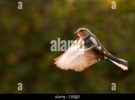 Femmina di fringuello Fringilla coelebs in volo, Warwickshire Foto Stock