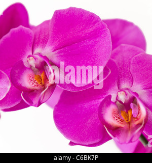 Rosa (orchidee phalaenopsis) isolato Foto Stock