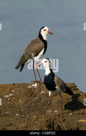 Long-toed pavoncella, Vanellus crassirostris, Etiopia Foto Stock