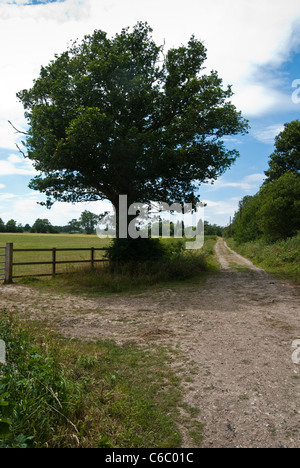 Agriturismo La via che conduce a Tandridge in un angolo remoto del Surrey Foto Stock