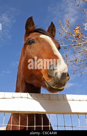 Ritratto di cavallo che guarda oltre il recinto bianco Foto Stock