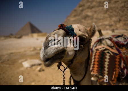 Un cammello appoggia di fronte le piramidi di Giza, vicino a Il Cairo, Egitto, 9 agosto 2011. Foto Stock