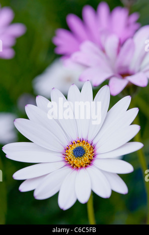 Una macro close up di un grazioso Osteospermious fiore o il "South African daisy' in piena fioritura in un giardino inglese Foto Stock