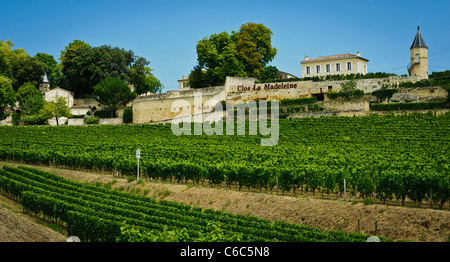 Vigneti vicino a Saint Emilion, Dordogne, Francia Foto Stock