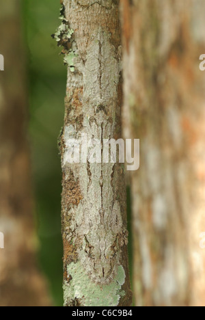 Mimetizzati foglia gigante-tailed Gecko (Uroplatus fimbriatus) nella foresta pluviale primaria dell est del Madagascar Foto Stock