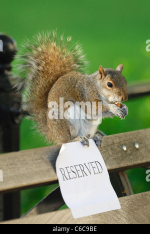 Lo scoiattolo mangiare un dado su un posto a sedere riservato Foto Stock