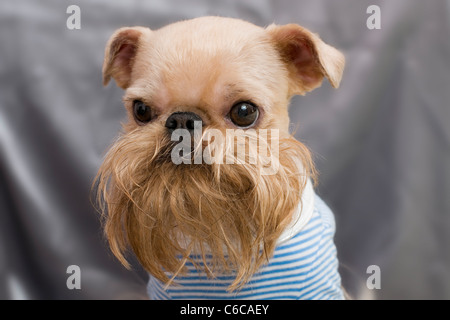 Cane di razza la Griffon Bruxellois dopo le operazioni di toletta. La doggie è vestito con un giubbotto con striping Foto Stock