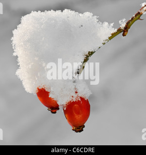 Cinorroidi coperte di neve in inverno, Belgio Foto Stock