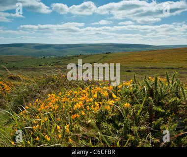 Gloriosa Dartmoor estate con ginestre fiorite e di erica viola e le colline. Foto Stock