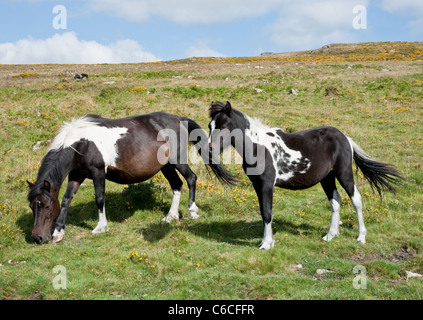 Pony selvatici ed è fortemente incinta madre di pascolare su Dartmoor. Foto Stock