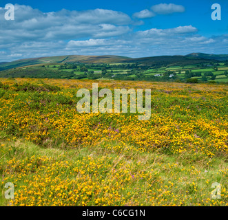 Gloriosa Dartmoor estate con ginestre fiorite e di erica viola e le colline. Foto Stock