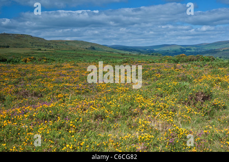 Gloriosa Dartmoor estate con ginestre fiorite e di erica viola e le colline. Foto Stock