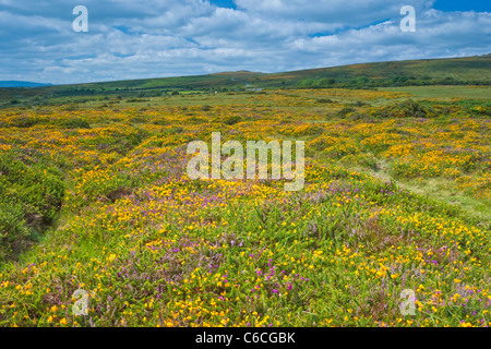 Gloriosa Dartmoor estate con ginestre fiorite e di erica viola e le colline. Foto Stock