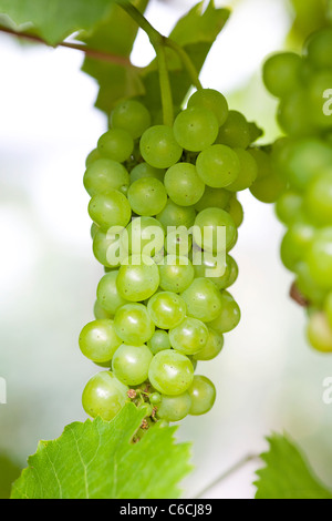 Vitis vinifera. Grappolo di uva bianca Foto Stock