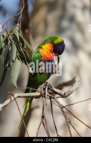 Rainbow Lorikeet (Trichoglossus haematodus) seduto su un ramo in Australia Foto Stock